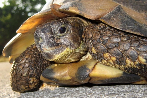 slow-turtle-01